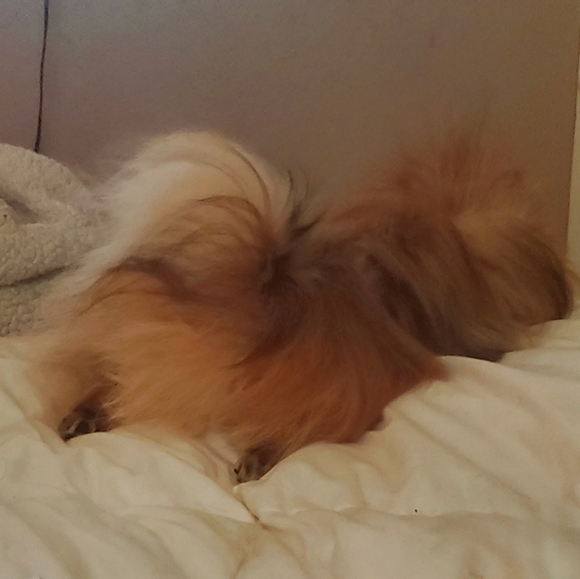 Whiskey Accepts Offers! - Picture 5 of 8